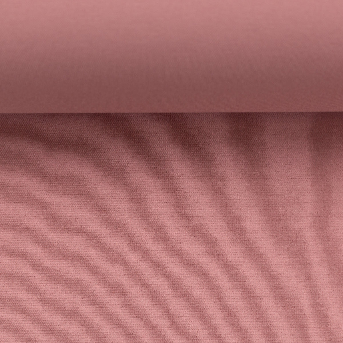 Softshell Jenny